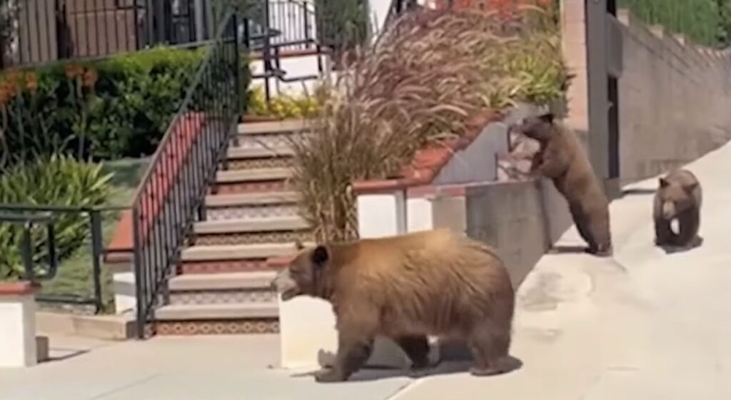 Bears Are Taking Over A Southern California Neighborhood