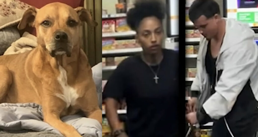 [UPDATED] Police Searching For Thieves Who Stole Dog From Owner In Hollywood 7-Eleven