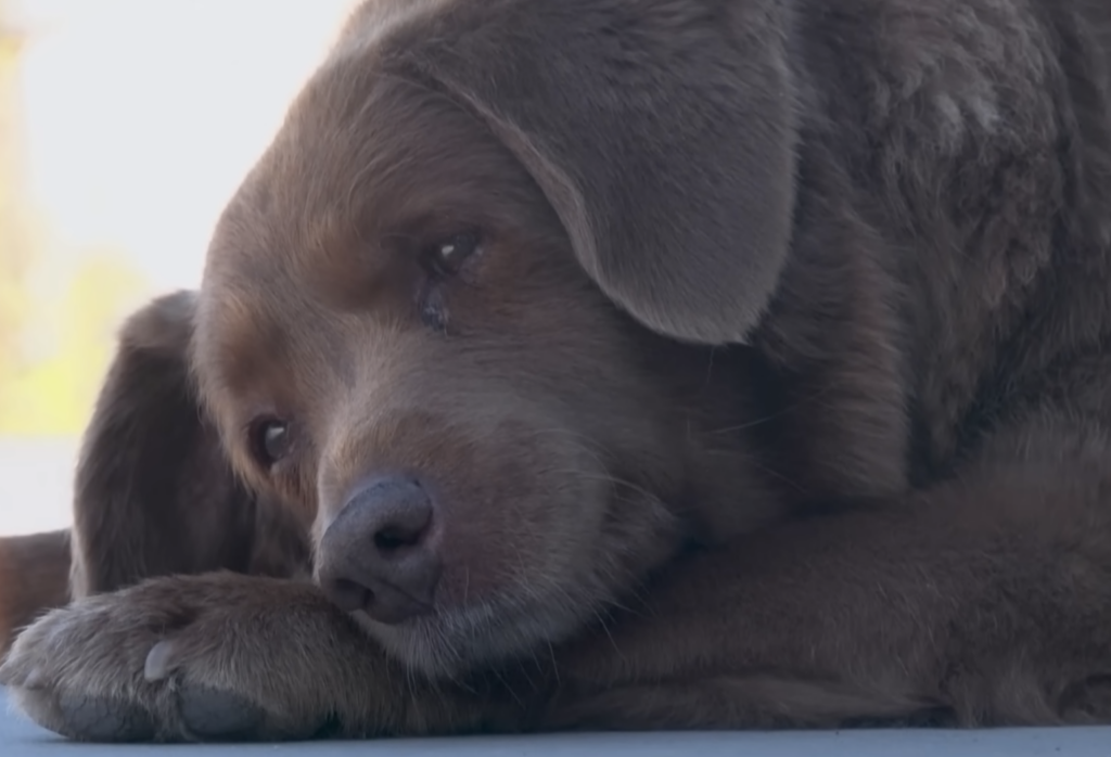 Bobi, The Oldest Living Dog Of All Time, Dies At 31