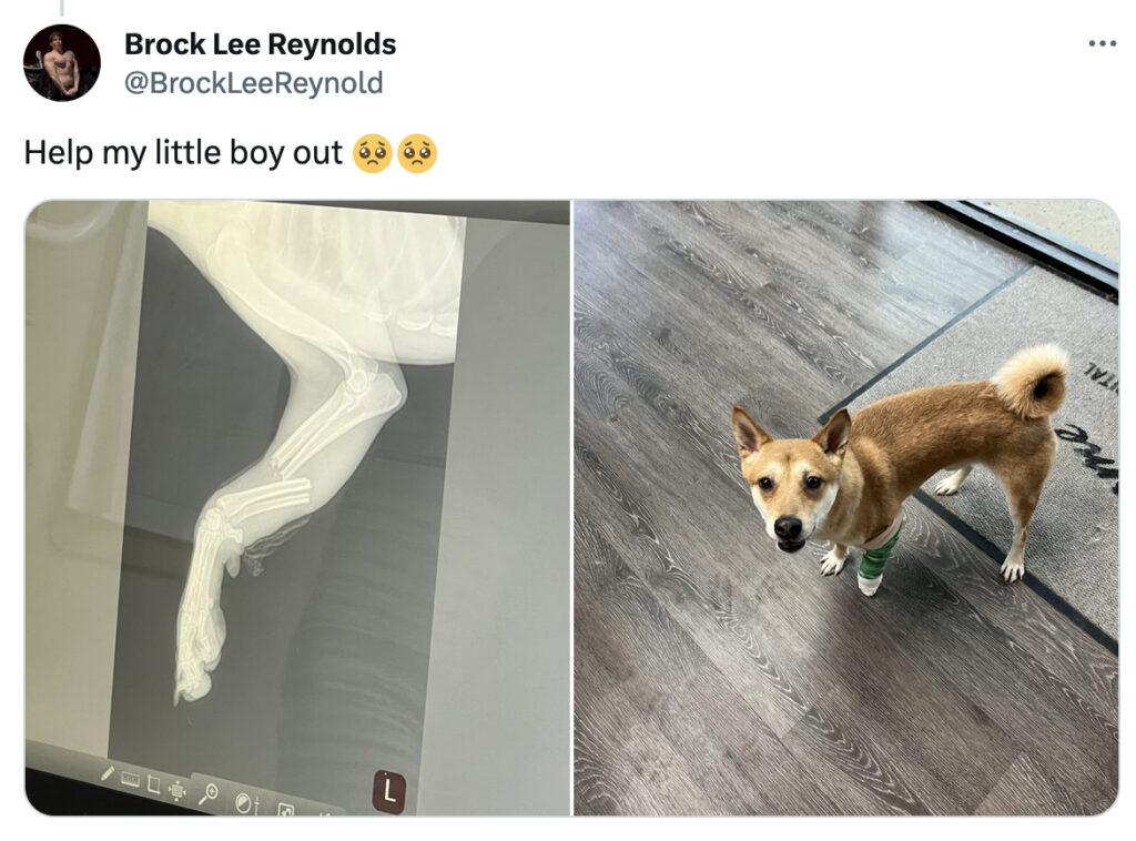 Gay Porn Star Brock Reynolds Launches GoFundMe To Help Pay For Dog’s Surgery After Being Hit By Car