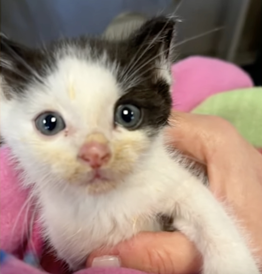 Rabid Kitten Turns New York School Upside Down, Prompting Mass Vaccinations
