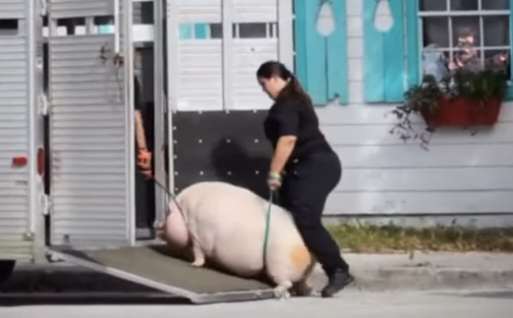 400-Pound Pig Removed From Florida Home After Owner Fails To Care For It