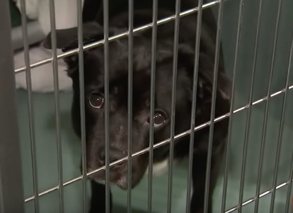 Animal Shelters Overflowing Nationwide