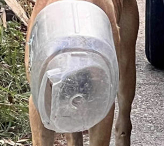 Texas Woman Spends Month Trying To Get Plastic Jug Off Stray Dog’s Head