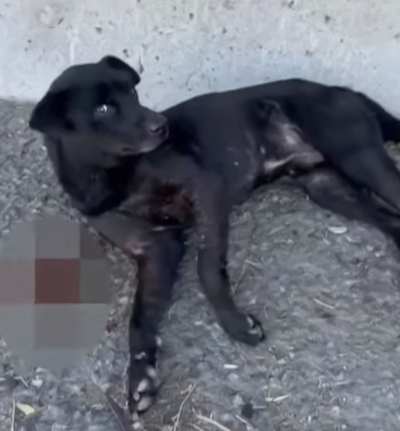 Dog Makes Miraculous Recovery After Being Hit By Car And Left For Dead On Side Of Freeway