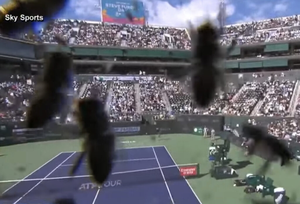 Tennis Tournament Suspended Due To Bee Invasion