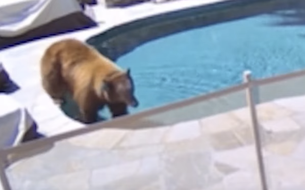 Bears Are Back: Giant Black Bear Takes A Dip In So Cal Pool