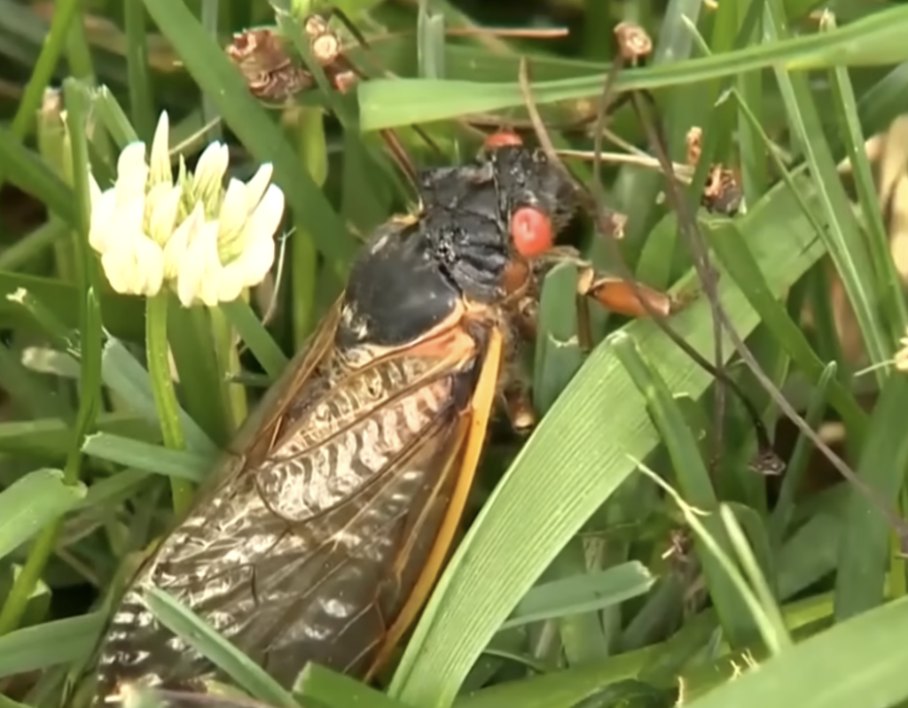 TRILLIONS Of Cicadas Beginning To Emerge Across The U.S.