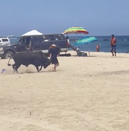 Dipshit Woman Repeatedly Gored By Bull On Beach