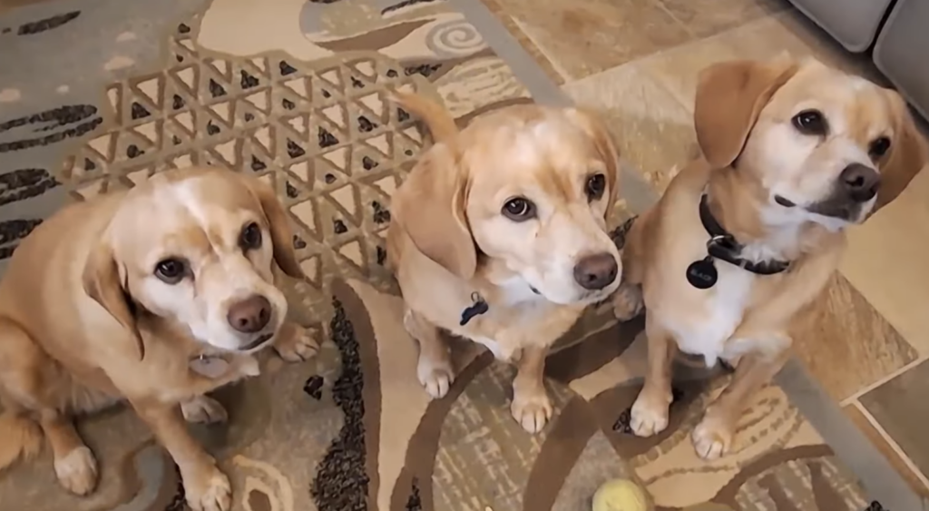 People Are Actually Cloning Their Dogs, And It’s Insane