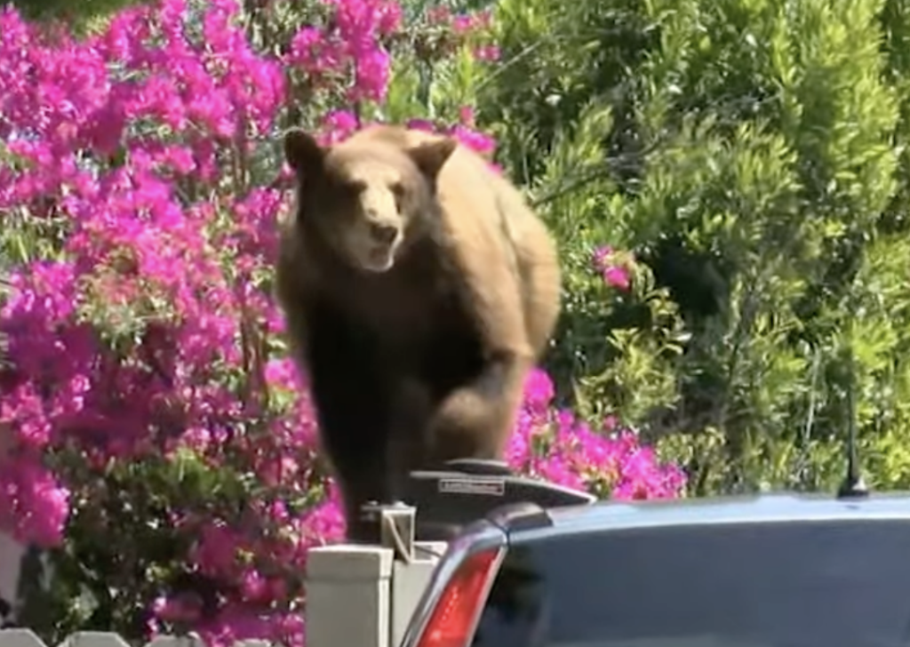 Animal Takeover: Bear Breaks Into 5 L.A. County Homes In Less Than 2 Hours