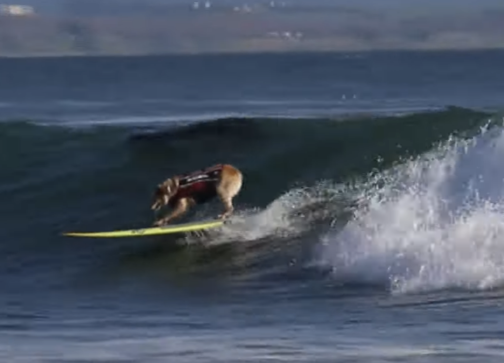 15-Year-Old Australian Cattle Dog Works As Surf Therapy Dog In California