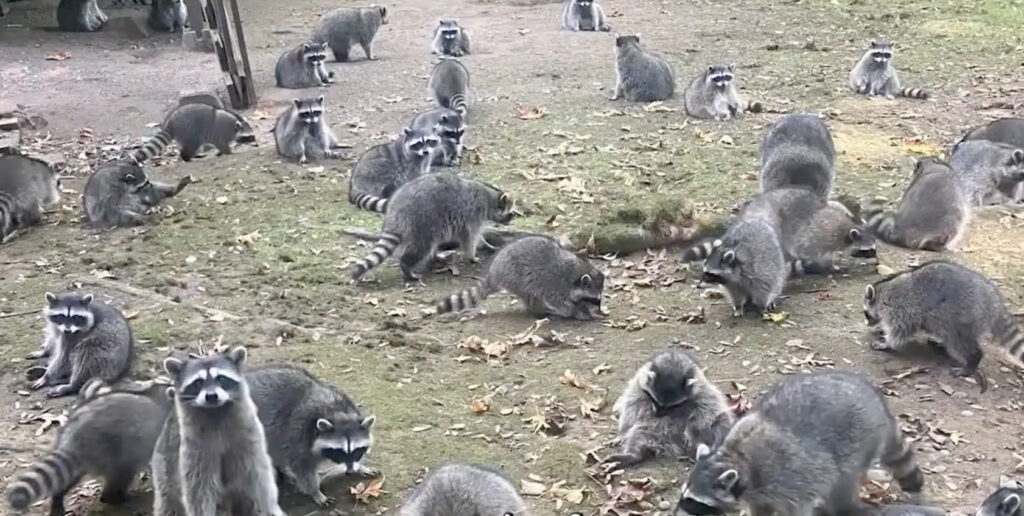 100+ Raccoons Face Euthanasia After Swarming Around Woman And “Demanding” To Be Fed