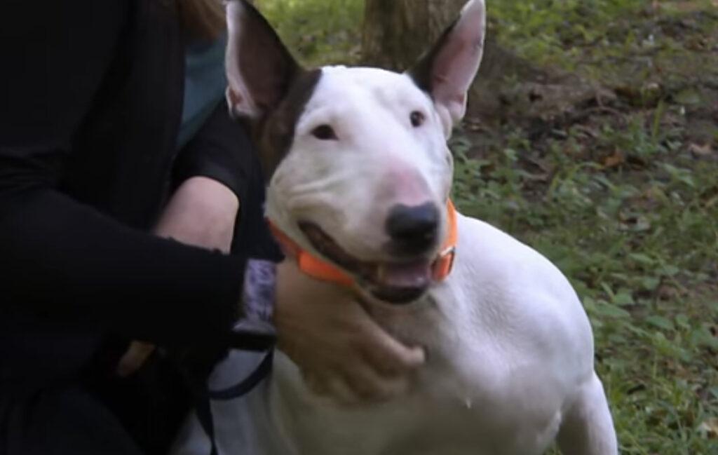 Dog Left To Die In Hurricane Milton Reunites With Trooper Who Rescued Him