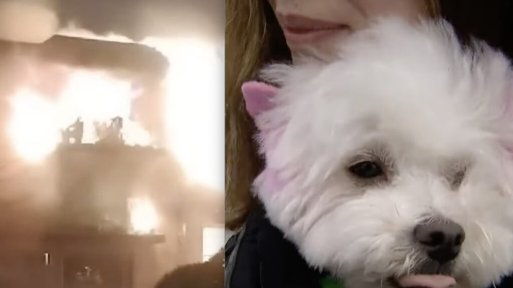 Woman And Dog Jump From Third Story Balcony To Escape Burning Apartment Building