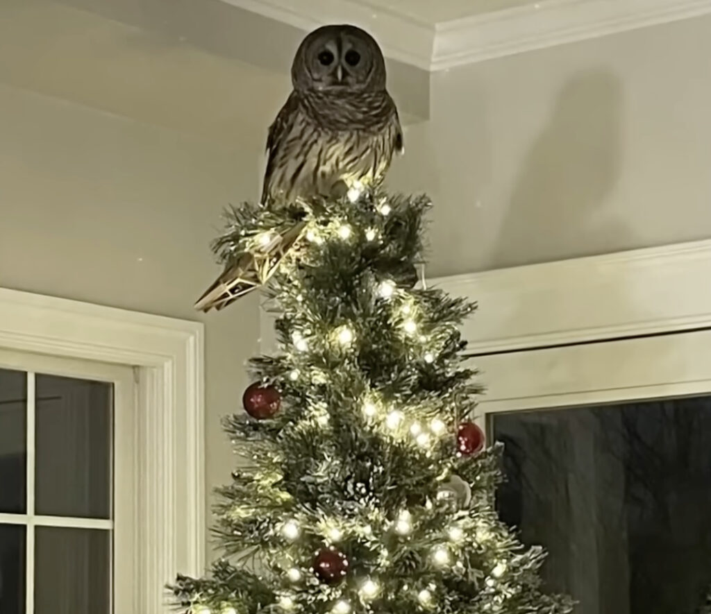 Owl Sits Atop Family Christmas Tree After Flying Into Living Room Through Chimney