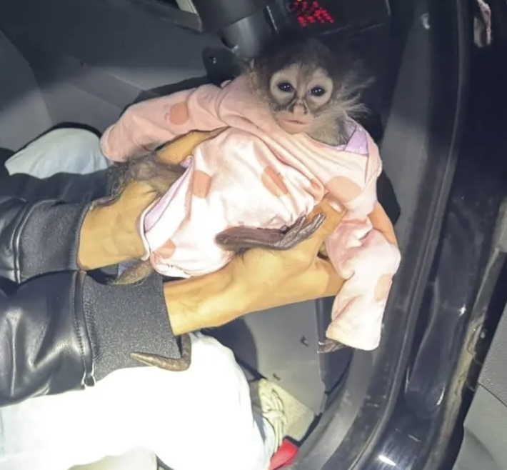 CHP Rescue Monkey In Onesie From Rolls Royce After Driver Arrested For DUI