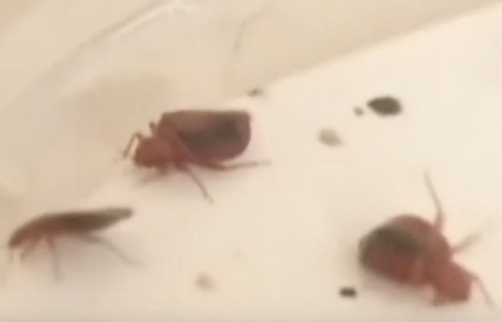 Treasure Island And Luxor Hotels Sued After Guests Bitten By Bed Bugs