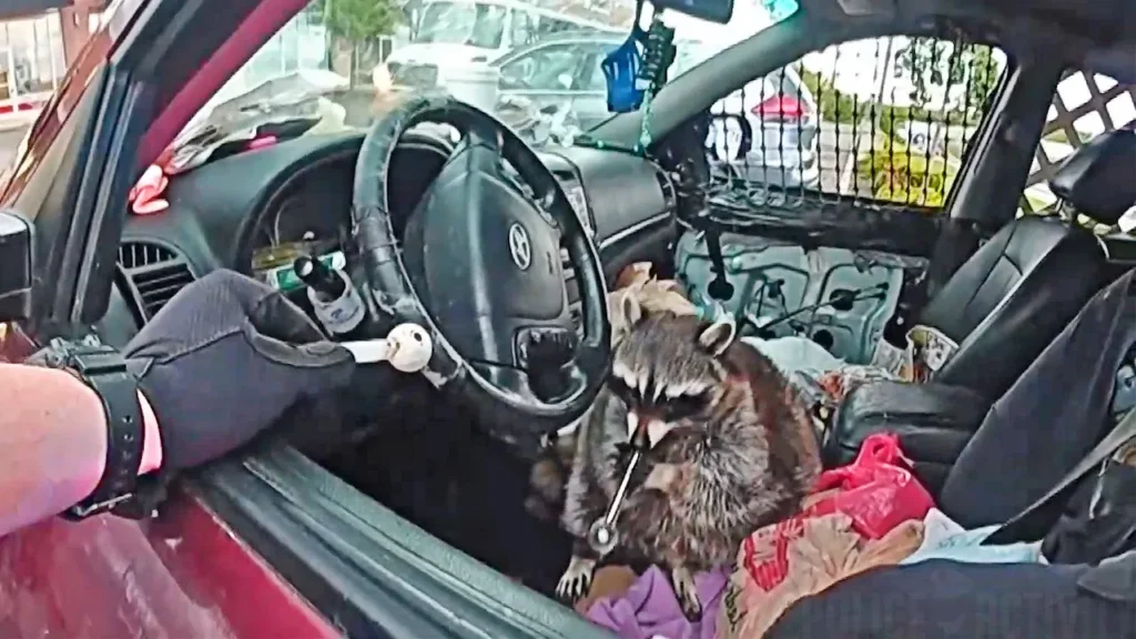 Police Find Raccoon With Meth Pipe While Arresting Ohio Woman