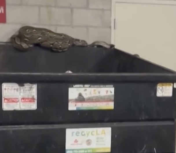 20-Foot Python Found In Downtown L.A. Apartment Building