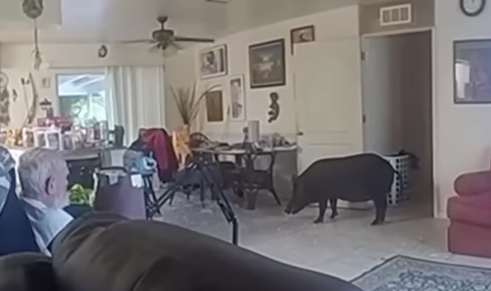300-Pound Wild Pig Smashes Through Glass Door To Confront 82-Year-Old Man And Dog Inside Florida Home