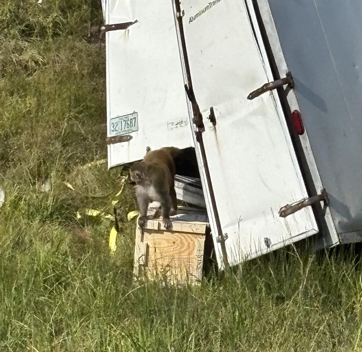 Trump’s America: Aggressive Monkeys Infected With COVID, Herpes, And Hepatitis C Escape From Overturned Truck In Mississippi