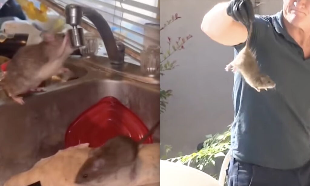Footage Shows How 1000+ Rats Took Over Southern California Home To Live With Disabled Residents