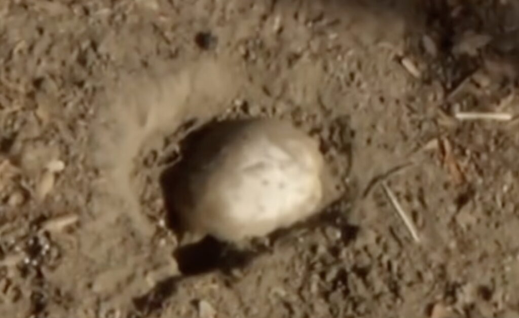 He Is Risen! Family Finds Human Skull During Easter Egg Hunt At Long Beach Park
