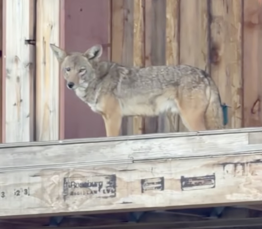 West Hollywood Condo Building Taken Over By Wild Coyotes