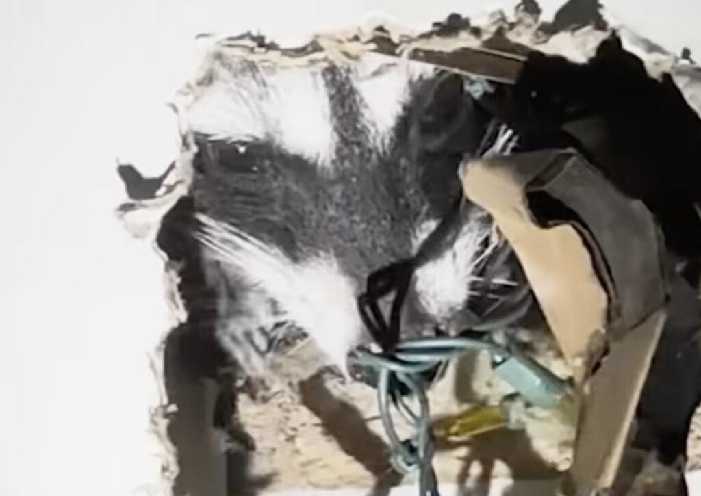 Trump’s America: Mutant Rats Taking Over Major Cities; Pregnant Raccoon Gives Birth And Crawls Through Apartment Wall