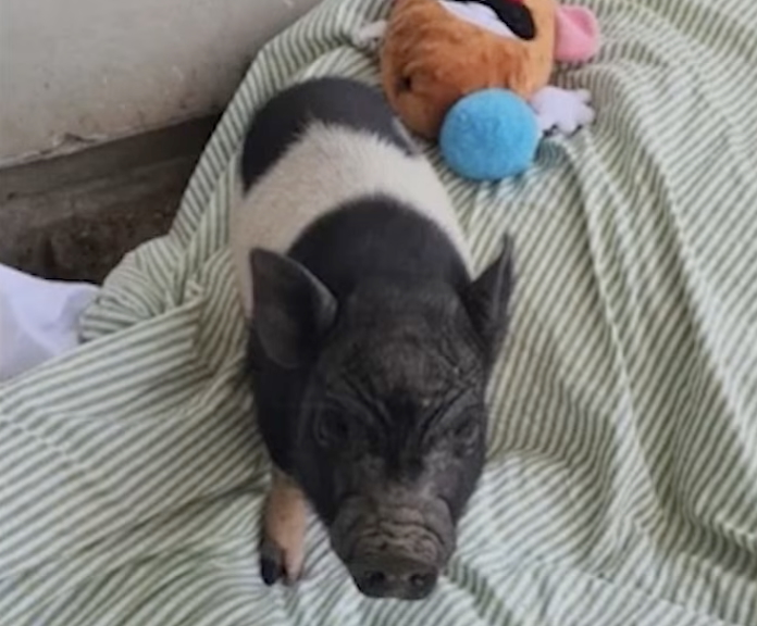 Diane Warren Adopts Viral West Hollywood Pig